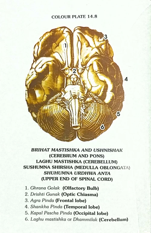 Sharira Rachana Vijyana